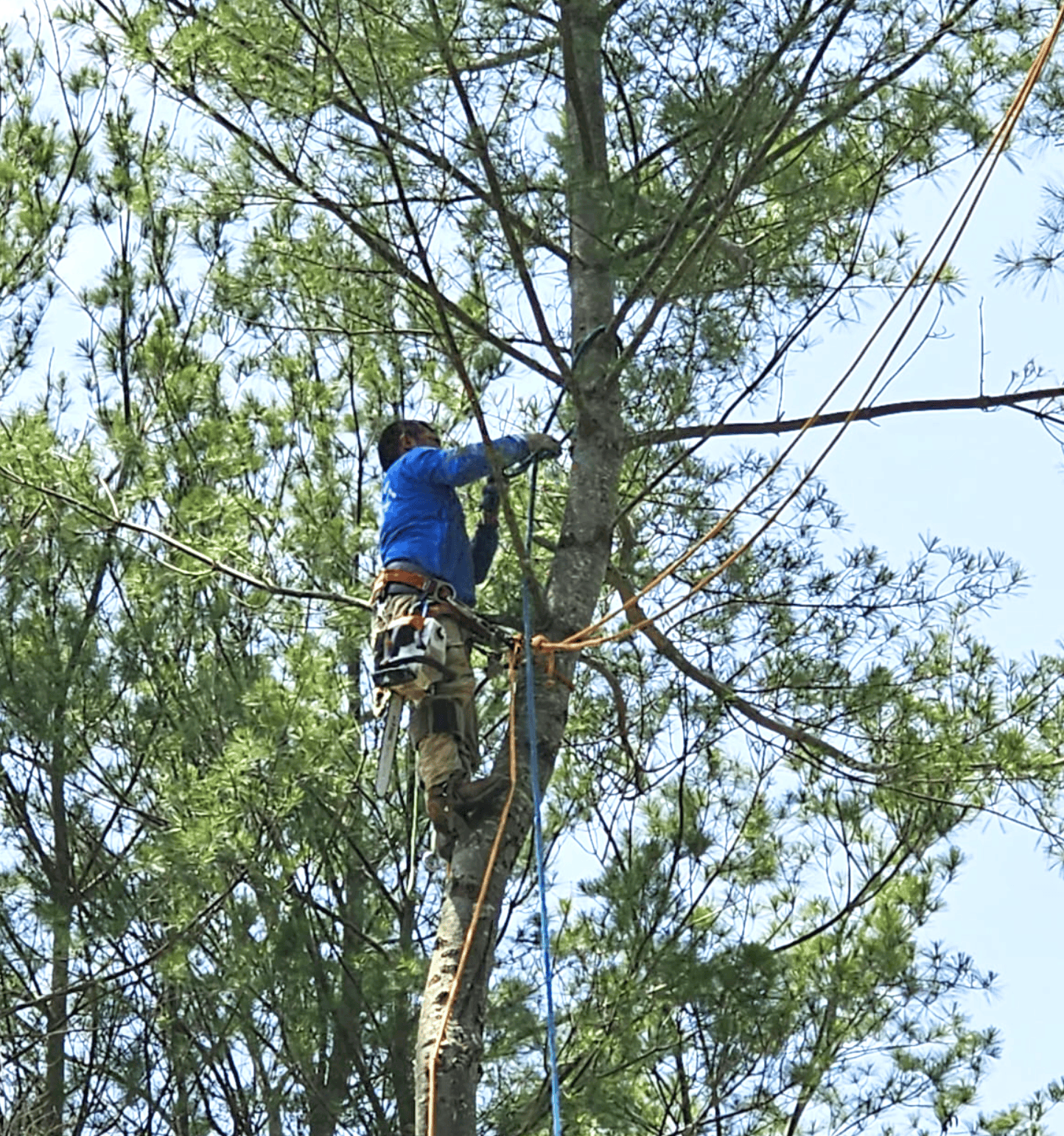Tree Service Asheville – licensed and insured team trimming and removing trees in Buncombe County