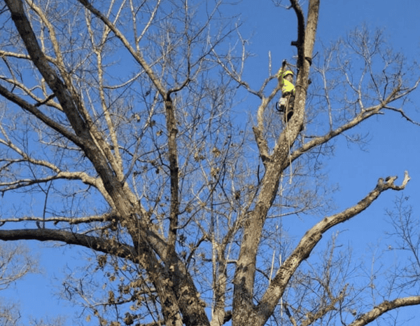 Tree trimming service in Asheville NC – arborist trimming tall tree for safety and curb appeal