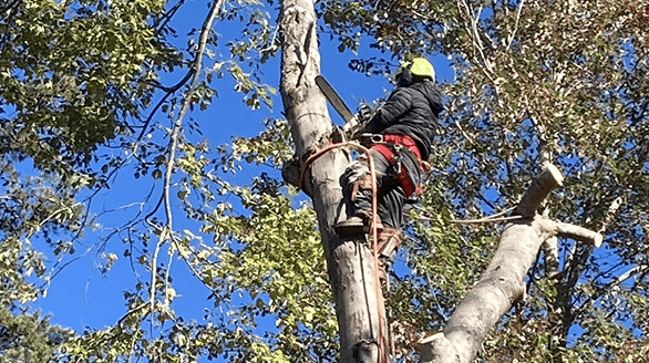 tree removal asheville